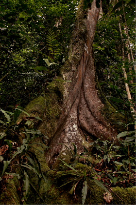 Caranavi, Yungas. d. 21 january 2010. Photographer: Lars Andersen