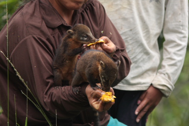 Caranavi, Yungas. d. 27 january 2010. Photographer: Lars Andersen