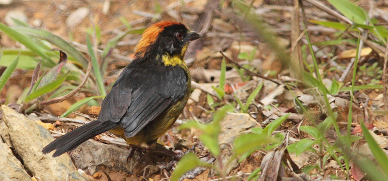 Grey-eared brush finch or black-faced brush-finch, Atlapetes melanolaemus (Sclater & Salvin, 1879).  Kori Wayku inca trail 2600 m., Yungas, Bolivia d. 2 february 2010. Photographer; Lars Andersen