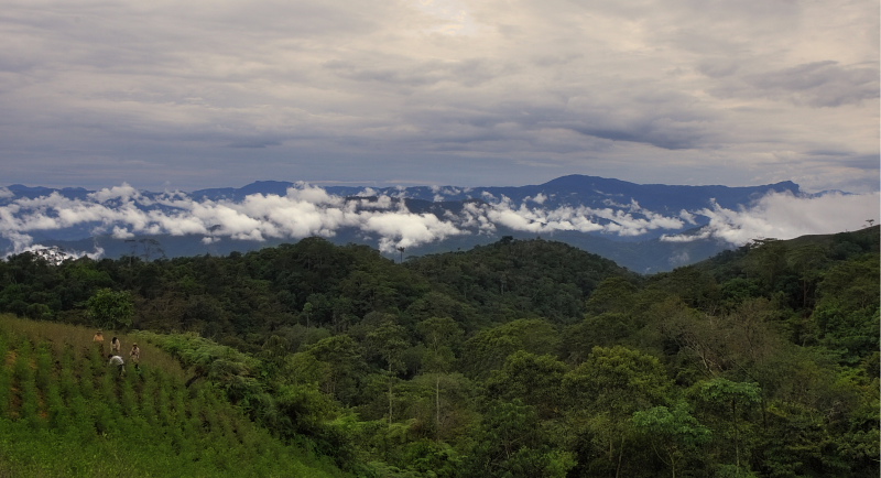 Cocafield. Caranavi, Yungas. d. 27 january 2010. Photographer: Lars Andersen