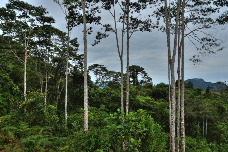 Caranavi, Yungas. d. 27 january 2010. Photographer: Lars Andersen