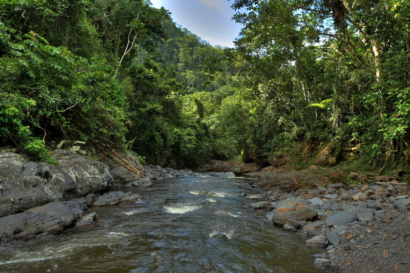 Agrias locality. Caranavi, Yungas. d. 27 january 2010. Photographer: Lars Andersen