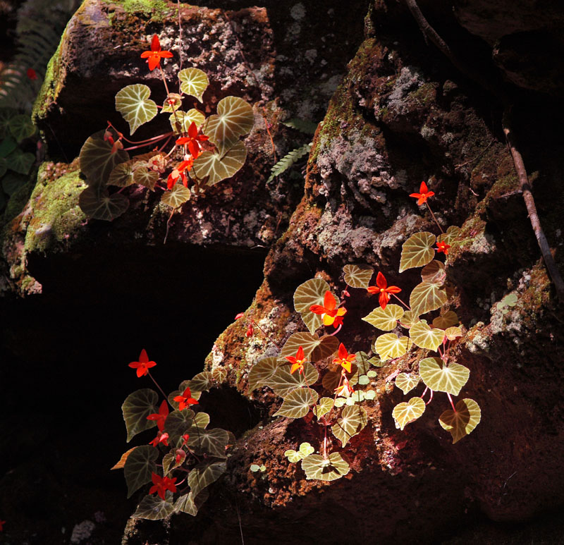 Cholla, Yungas, Bolivia january 31, 2010. Photographer; Lars Andersen