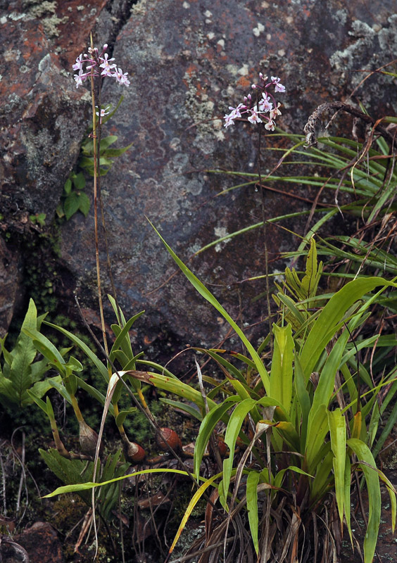 Kori Wayku inca trail 1985 m., Yungas, Bolivia d. 1 february 2010. Photographer; Lars Andersen