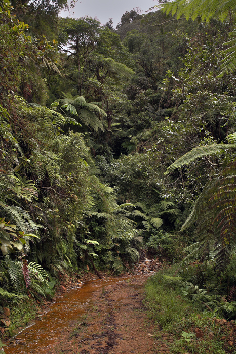 Kori Wayku inca trail, Coroico, Yungas. d. 2 February 2010. Photographer: Lars Andersen