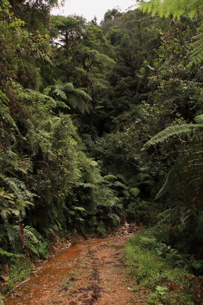 Locality for Mountains Morphos, Morpho sulowskyi. The old railroad / Kori Wayku inca trail, Yungas, elev. 2300 m. 2 February 2010. Photographer: Lars Andersen 