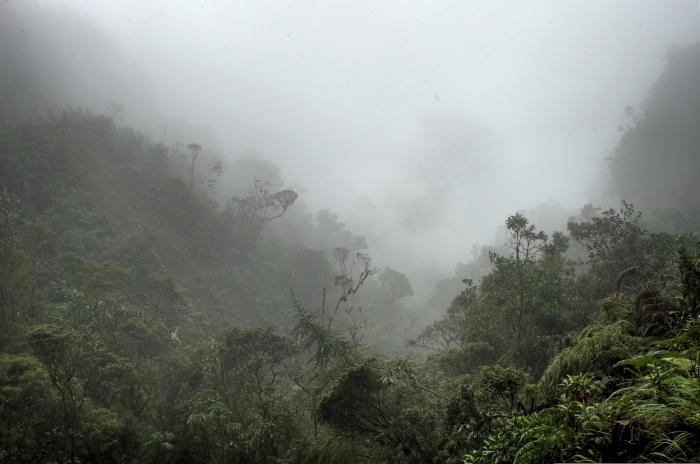 Cloud forest on the eastern slopes of the Andes at 2600 m altitude. Sacramento Alto. Yungas, Bolivia d. 6 January 2010. Photographer; Lars Andersen