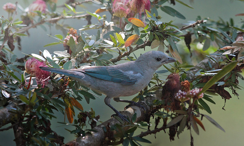 Azure-shouldered Tanager, Thraupis cyanoptera on Plaza. Caranavi, Yungas d. 8 january 2010. Photographer; Lars Andersen