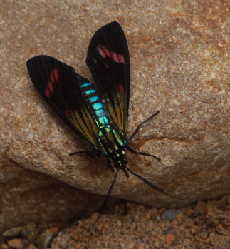 Diospage splendens. Caranavi d. 16 January 2010. Photographer; Lars Andersen