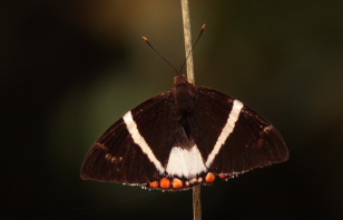 Giant Sugarcaneborer, Castnia licus. Caranavi d. 17 January 2010. Photographer; Lars Andersen