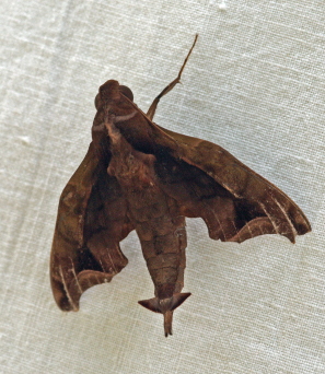 Enyo bathus otosus. Caranavi, Yungas, Bolivia. d. 19 January 2010. Photographer; Lars Andersen