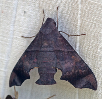 Perigonia stulta. Caranavi, Yungas, Bolivia. d. 19 January 2010. Photographer; Lars Andersen