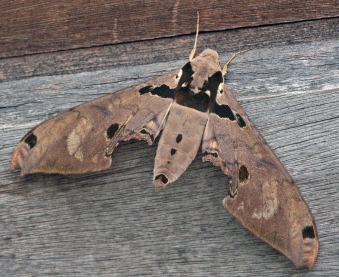 Adhemarius daphne. Caranavi, Yungas, Bolivia. d. 19 January 2010. Photographer; Lars Andersen