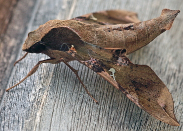 Callionima parce. Caranavi, Yungas, Bolivia. d. 19 January 2010. Photographer; Lars Andersen