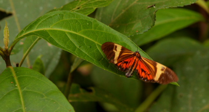 Chetone species. Caranavi d. 25 January 2010. Photographer; Lars Andersen