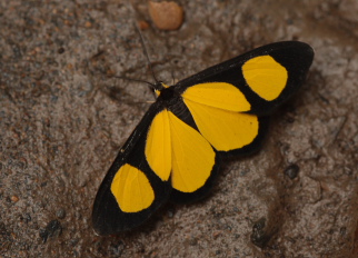 Cyllopoda osiris protmeta. Caranavi d. 8 January 2010. Photographer; Lars Andersen