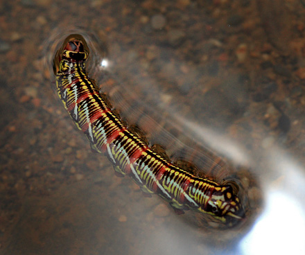 Night Hawk-moth larvae are swimming. Coroico, Yungas, Bolivia 4th february 2010. Photographer; Lars Andersen