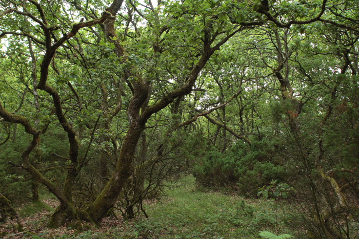 Stoubæk Krat med tæt underbevoksning af Almindelig Kohvede, Melampyrum pratense d. 19 Juli 2010. Fotograf; Lars Andersen