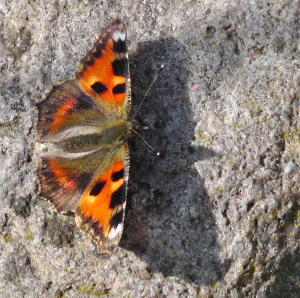 Nldens takvinge, Aglais urticae, ab. nigra. Lille Salby, Kge d. 31 august 2010. Fotograf; Peter Mllmann