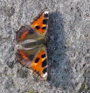 Nldens takvinge, Aglais urticae, ab. nigra. Lille Salby, Kge d. 31 august 2010. Fotograf; Peter Mllmann