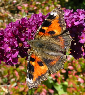 Nldens takvinge, Aglais urticae, ab. nigra. Lille Salby, Kge d. 31 august 2010. Fotograf; Peter Mllmann