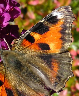 Nldens takvinge, Aglais urticae, ab. nigra. Lille Salby, Kge d. 31 august 2010. Fotograf; Peter Mllmann