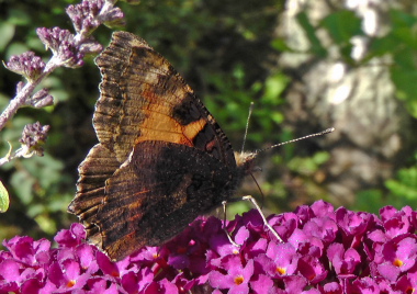 Nldens takvinge, Aglais urticae, ab. nigra. Lille Salby, Kge d. 31 august 2010. Fotograf; Peter Mllmann