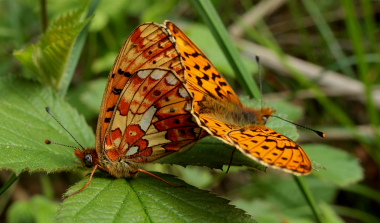 Rdlig Perlemorsommerfugl, Boloria euphrosyne. Storeskov/Sholt, Lolland. d. 23 Maj 2010. Fotograf: Lars Andersen