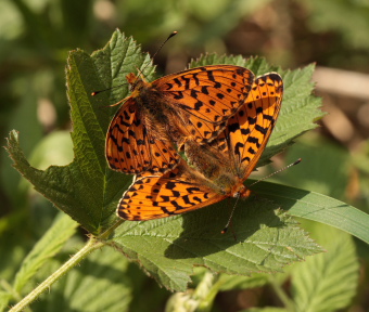 Rdlig Perlemorsommerfugl, Boloria euphrosyne. Storeskov/Sholt, Lolland. d. 23 Maj 2010. Fotograf: Lars Andersen