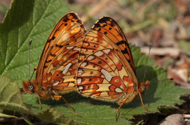 Rødlig Perlemorsommerfugl, Boloria euphrosyne. Storeskov/Søholt, Lolland. d. 23 Maj 2010. Fotograf: Lars Andersen