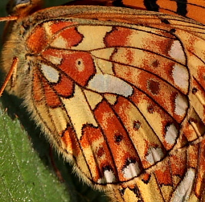 Rødlig Perlemorsommerfugl, Boloria euphrosyne. Storeskov/Søholt, Lolland. d. 23 Maj 2010. Fotograf: Lars Andersen