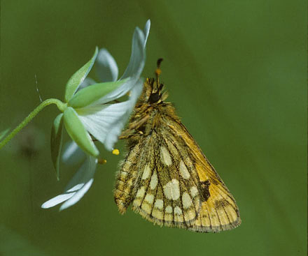 Sortplettet Bredpande, Carterocephalus silvicola. Sholt Skov, Lolland. Fotograf:; Tom Nygaard Kristensen