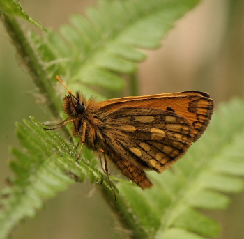 Sortplettet bredpande, Carterocephalus silvicola han. Storskov v. Sholt (Maribo), Lolland. 25  Maj 2010. Fotograf: Lars Andersen 