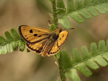 Sortplettet bredpande, Carterocephalus silvicola han. Storskov v. Sholt (Maribo), Lolland. 25  Maj 2010. Fotograf: Lars Andersen 