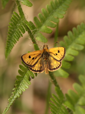 Sortplettet bredpande, Carterocephalus silvicola han. Storskov v. Sholt (Maribo), Lolland. 25  Maj 2010. Fotograf: Lars Andersen 