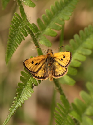 Sortplettet bredpande, Carterocephalus silvicola han. Storskov v. Sholt (Maribo), Lolland. 25  Maj 2010. Fotograf: Lars Andersen 