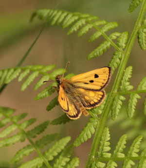 Sortplettet bredpande, Carterocephalus silvicola han. Storskov v. Sholt (Maribo), Lolland. 25  Maj 2010. Fotograf: Lars Andersen 