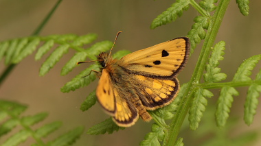Sortplettet bredpande, Carterocephalus silvicola han. Storskov v. Søholt (Maribo), Lolland. 25 Maj 2010. Fotograf: Lars Andersen