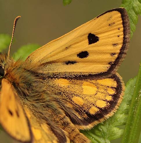 Sortplettet bredpande, Carterocephalus silvicola han. Storskov v. Sholt (Maribo), Lolland. 25  Maj 2010. Fotograf: Lars Andersen 