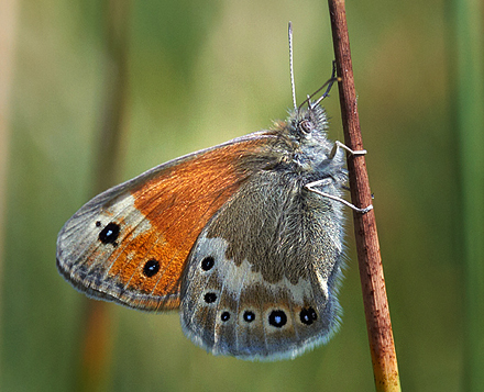 Moserandje, Coenonympha tullia, ssp.; davus (Fabricius, 1777). Frslev mose d. 3 juli 2010. Fotograf: Torben Hvid