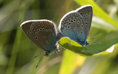  Isblfugl. Polyommatus amandus. Brandbjerg/ Nygrd, Jgerspris. d. 26 juni 2010. Fotograf: Lars Andersen