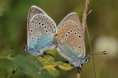  Isblfugl. Polyommatus amandus. Brandbjerg/ Nygrd, Jgerspris. d. 26 juni 2010. Fotograf: Lars Andersen