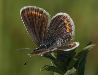 Argus Blfugl, Plebejus argus hun. Brandbjerg, Nordsjlland  d.  27 juni 2010. Fotograf: Lars Andersen