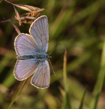 Engblfugl, Polyommatus semiargus. Brandbjerg, Nordsjlland  d.  27 juni 2010. Fotograf: Lars Andersen