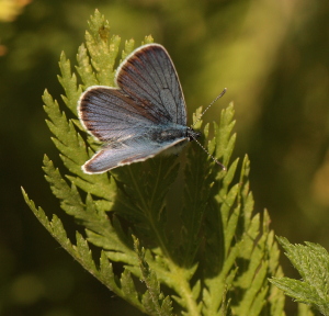 Engblfugl, Polyommatus semiargus. Brandbjerg, Nordsjlland  d.  27 juni 2010. Fotograf: Lars Andersen