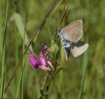 Engblfugl, Polyommatus semiargus. Brandbjerg, Nordsjlland  d.  27 juni 2010. Fotograf: Lars Andersen