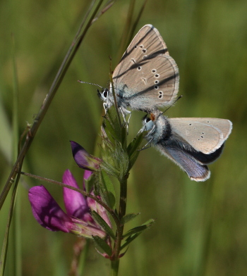 Engblfugl, Polyommatus semiargus. Brandbjerg, Nordsjlland  d.  27 juni 2010. Fotograf: Lars Andersen