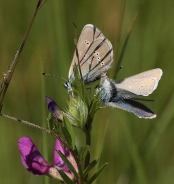 Engblfugl, Polyommatus semiargus. Brandbjerg, Nordsjlland  d.  27 juni 2010. Fotograf: Lars Andersen