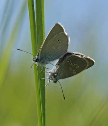 Engblfugl, Polyommatus semiargus. Brandbjerg, Nordsjlland  d.  27 juni 2010. Fotograf: Lars Andersen