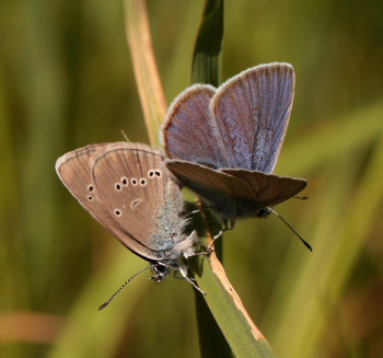 Engblfugl, Polyommatus semiargus. Brandbjerg, Nordsjlland  d.  27 juni 2010. Fotograf: Lars Andersen